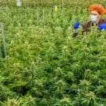 Canabisul va fi folosit legal în Irlanda într-un program medical pilot