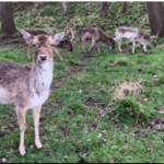 Vizitatorii din Phoenix Park avertizați să nu-și facă selfie-uri cu cerbii