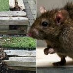 Creștere a numărului șobolanilor în Irlanda: vremea rece îi împinge spre locuințe și spații comerciale