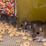 10 Restaurante Închise din Cauza Condițiilor Igienice Inadecvate în Februarie