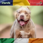 Un câine din rasa XL Bully eutanasiat după ce și-a atacat stăpânul în Dublin