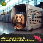 Aducerea animalelor de companie din România în Irlanda transport Romania Irlanda