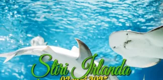 Știri Irlanda 03 mai 2025 Informatia IRL