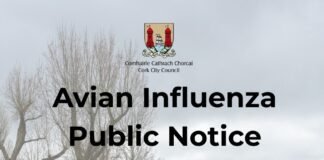 Gripă aviară The Lough Cork: păsări sălbatice moarte pe malul lacului - măsuri de siguranță și atenționare publică