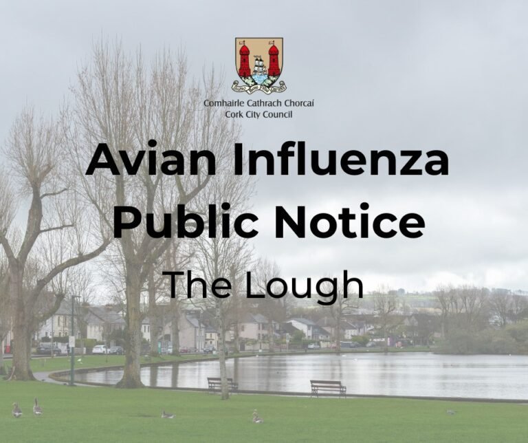 Gripă aviară The Lough Cork: păsări sălbatice moarte pe malul lacului - măsuri de siguranță și atenționare publică